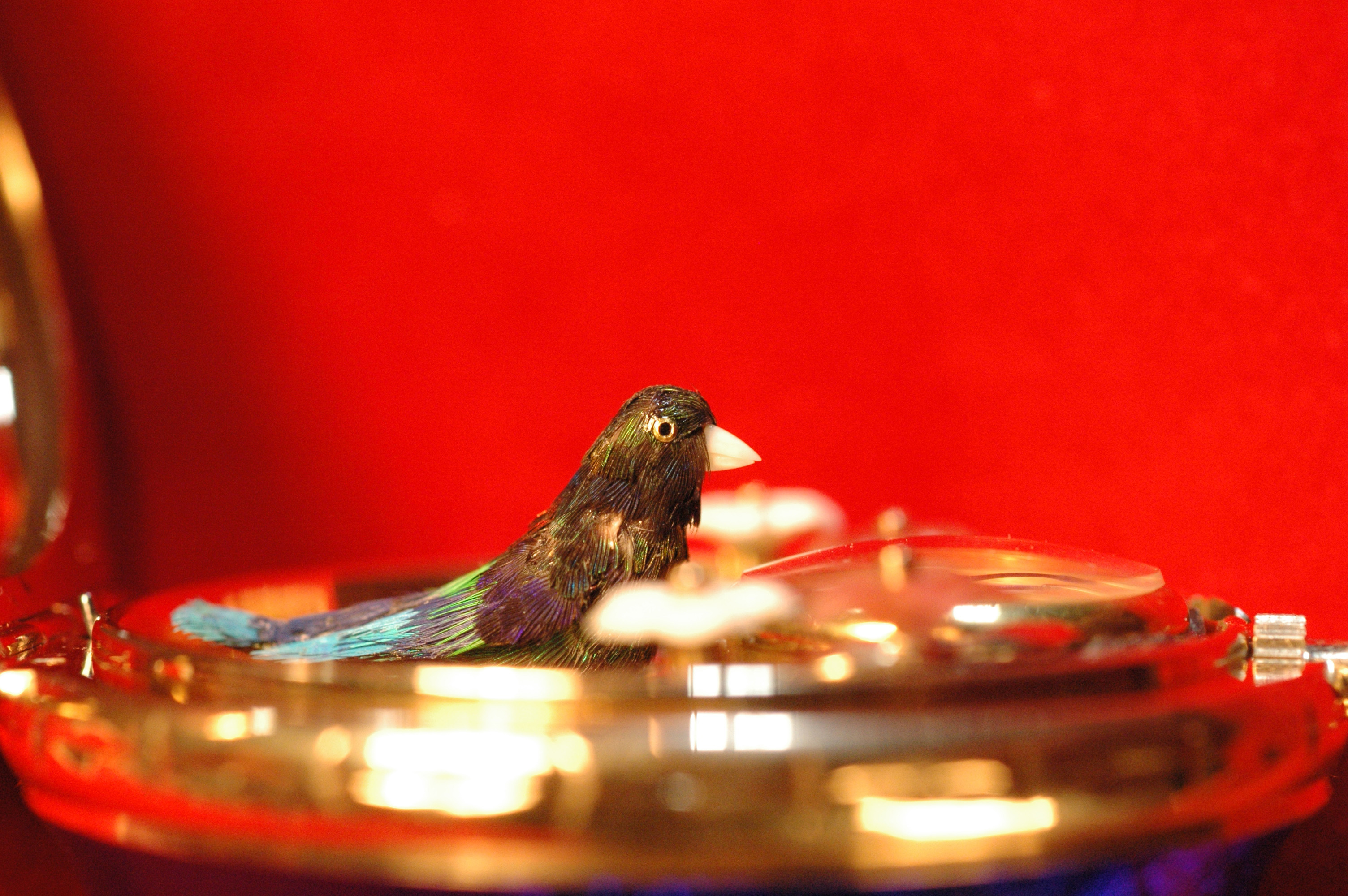 Mechanical singing-bird automaton close-up, illustrative example Close-up of a mechanical singing-bird automaton on a polished base, a separate example rather than Molly